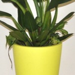 Cottapot Cone in Citrus