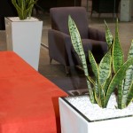 White Fibreglass Planters with white crushed rock and Mother-in-laws Tongue