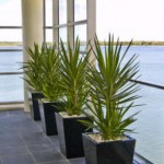 Indoor Plants Ephraim