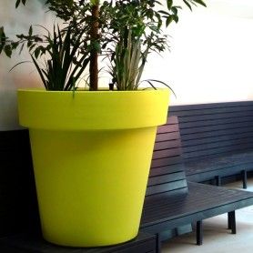 Citrus Diva Planter