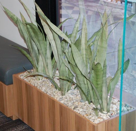 Timber planter box with Mother-in-law Tongue plants and white pebbles.