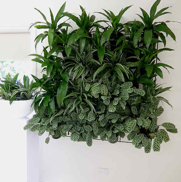 Showing an Eco Green Wall with a mass of green.