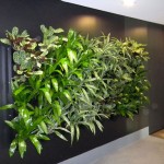 Eco Wall. Photo courtesy Green Design Indoor Plant Hire Sydney.