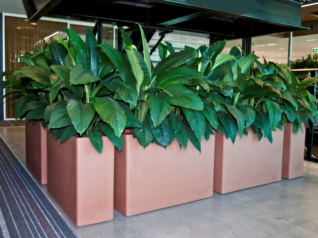 Showing tan coloured Urban 10 Planters with Spathiphyllum Sensations.