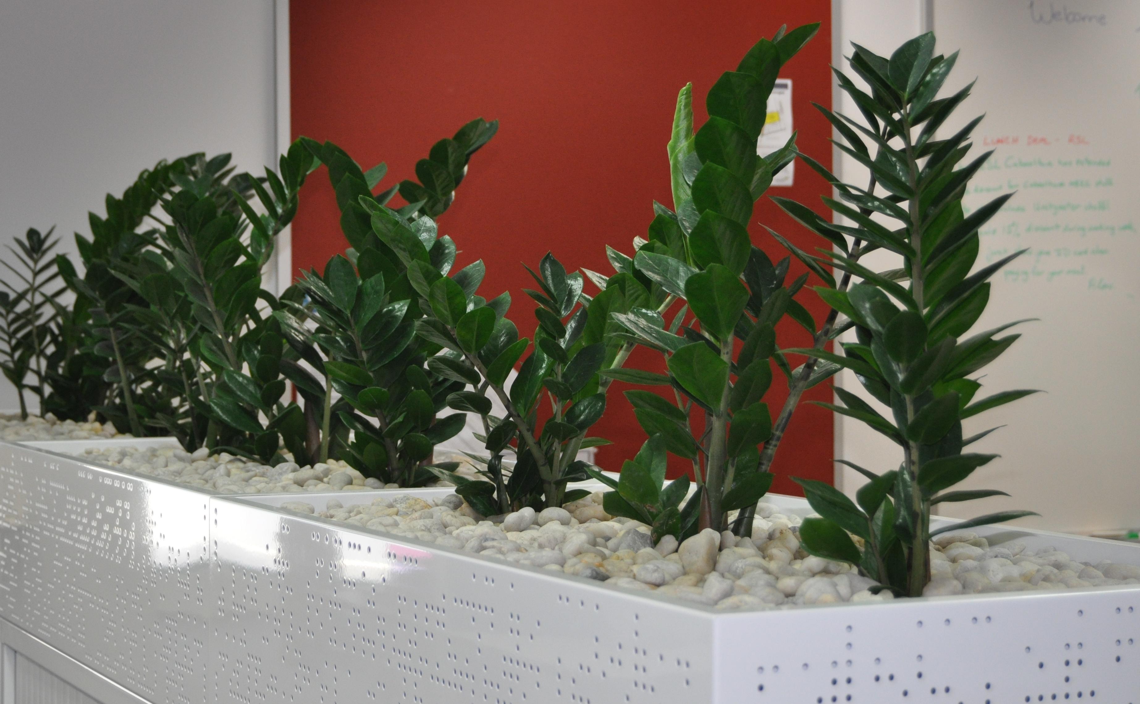 Showing Tambour Cabinet Planters with white pebbles and a red background.