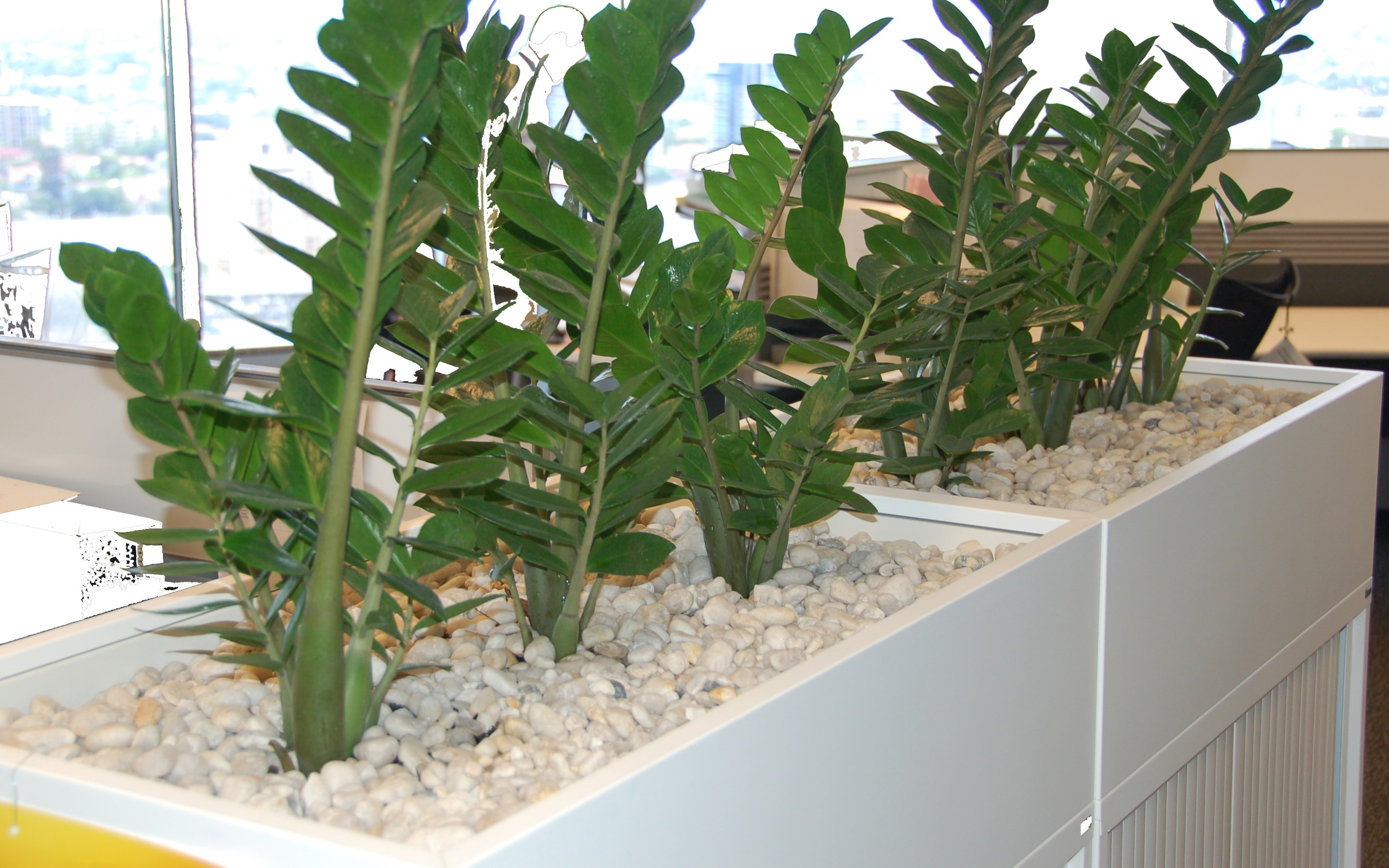 Showing Zanzibar Gems in white Tambour Planter with cream pebbles.