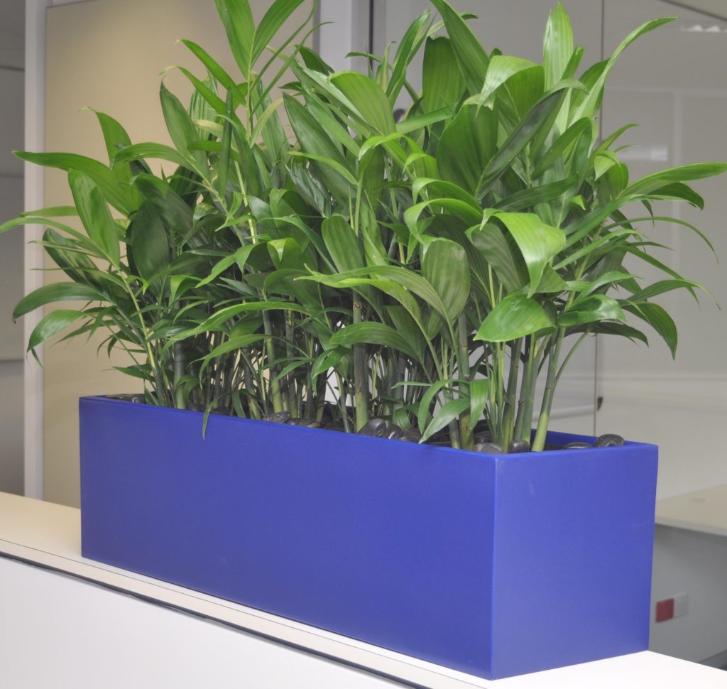 Urban Plnters Brisbane