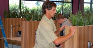 An image of a technician installing Sansevieria (Mother-in-law-Tounges) into built-in planters. 