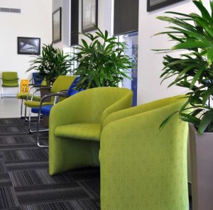 Wedges matching the carpet Indoor Plant Hire Caboolture