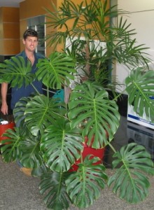 Monstera deliciosa being serviced at King Street Caboolture