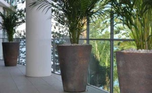 Three ceramic planters with Golden Canes overlooking the sea at Redcliffe