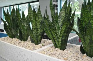 Four Sansevieria Robusta in Tambour Planters Caboolture