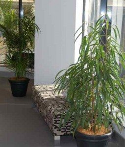 Ficus Alii in standard vases in a Nerang office