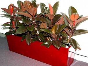 Ficus in Red Planter Ipswich Qld