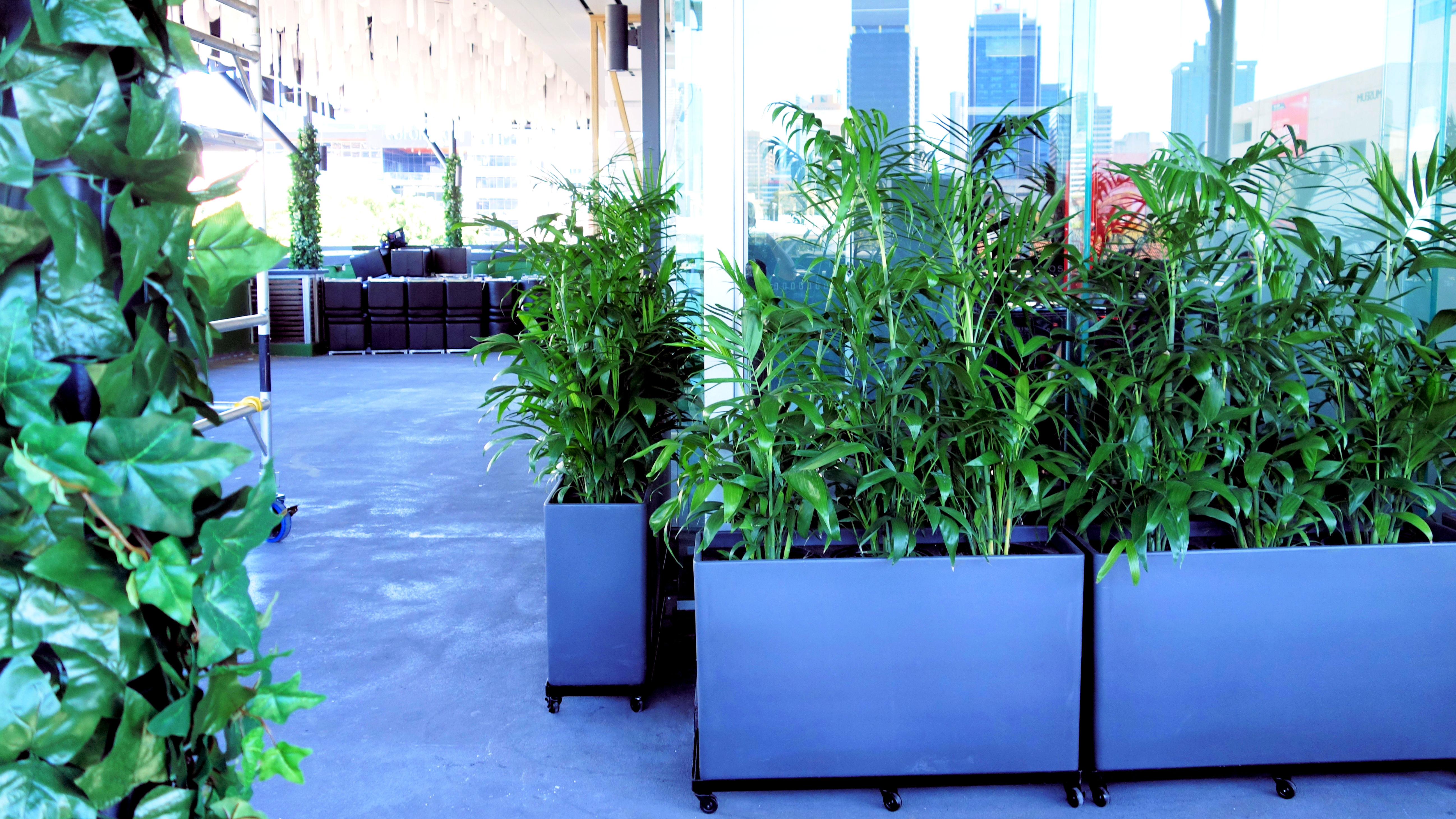 Showing grey floor with royal blue troughs holding bamboo palms