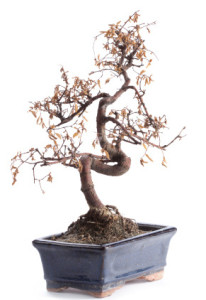 Dead bonsai in black planter