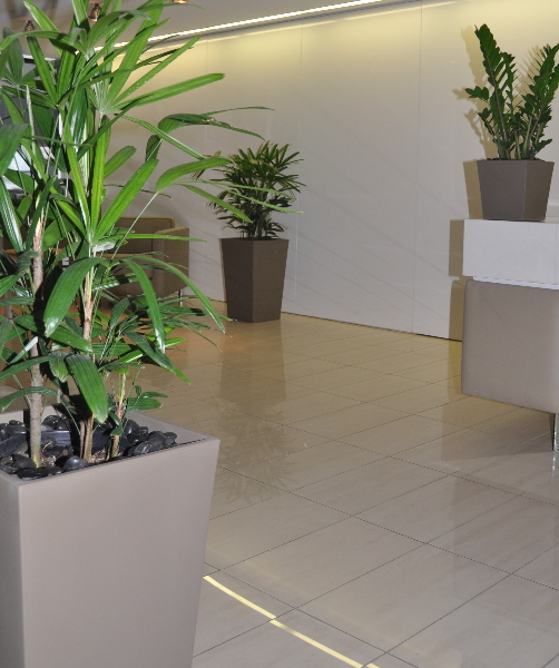 Urban wedge planters in an office reception. Two floor standing and one on a desk.