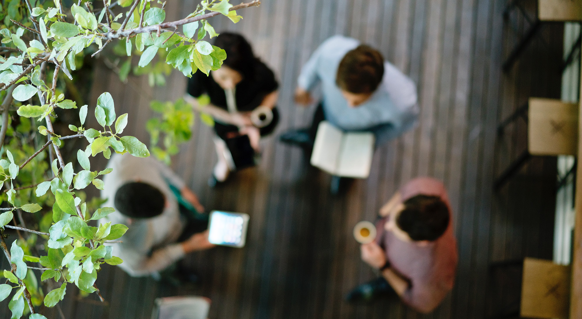 An image of people working on a deck under a canopy of plants. They look happy and relaxed. This is in Brisbane.