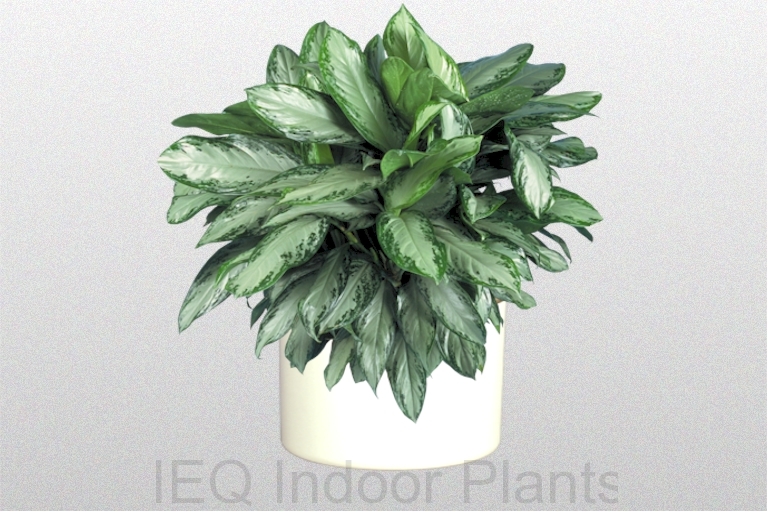 Best Indoor Plants Brisbane Zanzibar Gem Low Light Plants - Indoor Plants For Bathrooms Australia