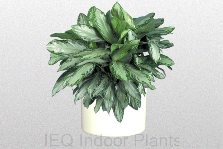 Best Indoor Plants Brisbane Zanzibar Gem Low Light Plants