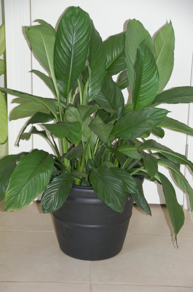 Traditional Vase in black with a Spathiphyllum.