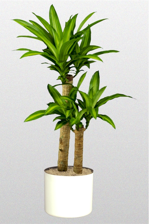 Showing a Happy Plant in a white pot.