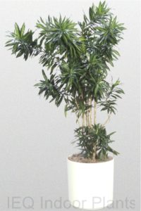 reflexa dracaena foliaged grren