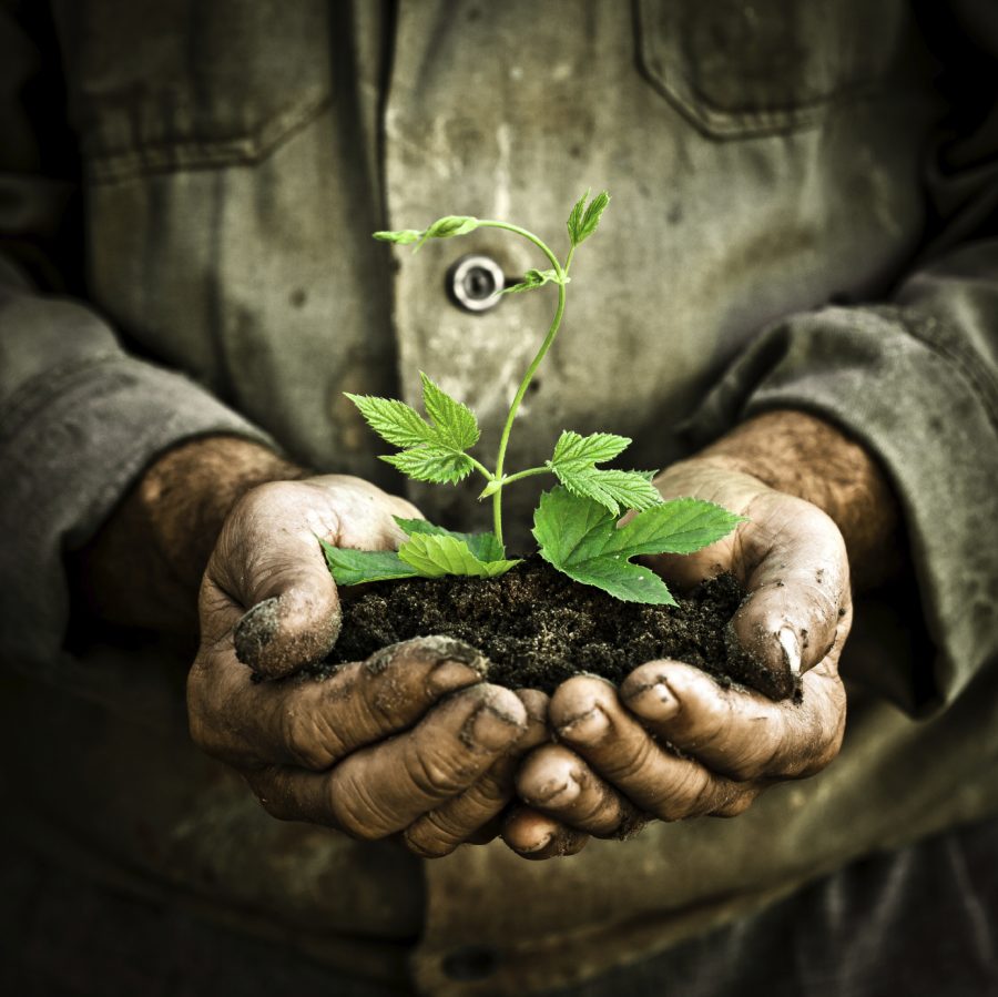 Man hand holding a green young plant