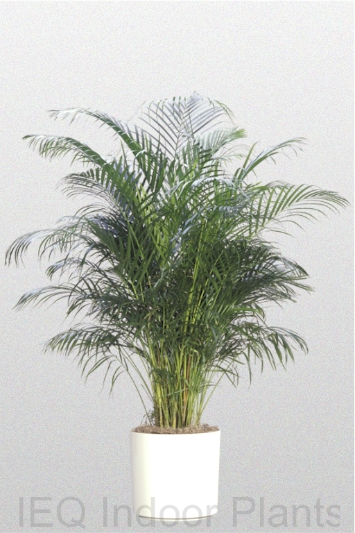 Showing a 'Golden Cane Palm' in a white pot.