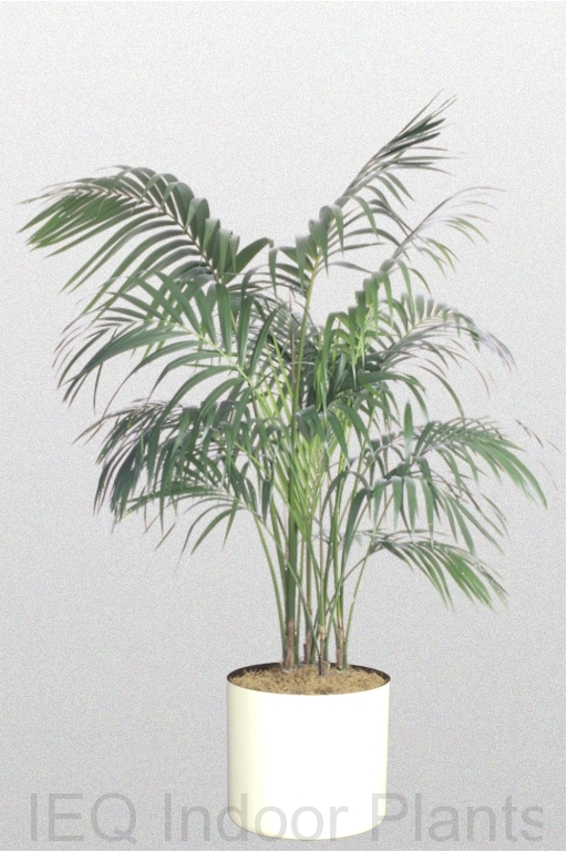 Showing a 'Kentia Palm' in a white pot.