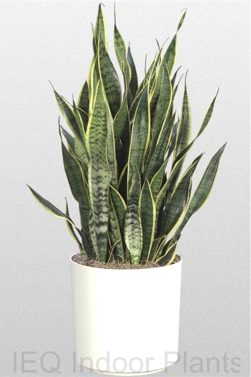 Showing a Sansevieria trifasciata laurentii 'Mother in law's tongue' in a white pot.