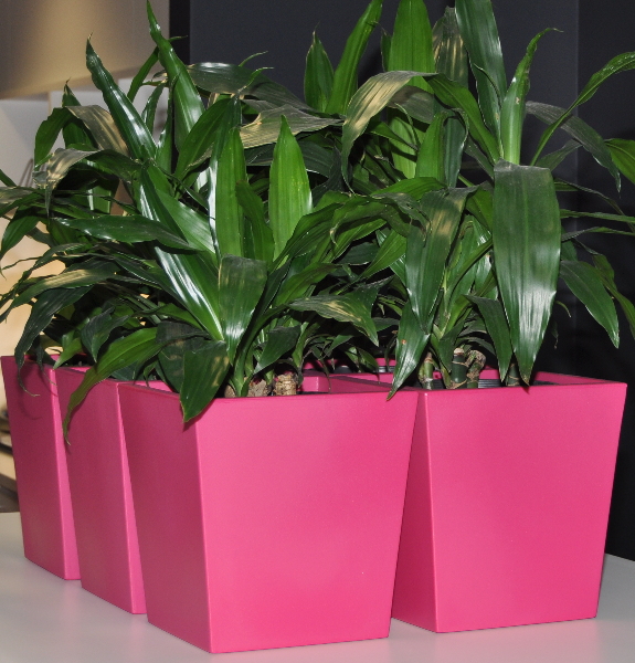 Showing 6 magenta Urban Table Wedges side by side with Janet Craig plants