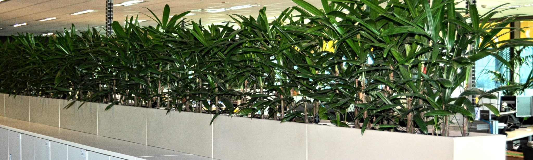 Showing seven bone coloured Urban 8 troughs with Rhapis Palms sitting on a row of cabinets.