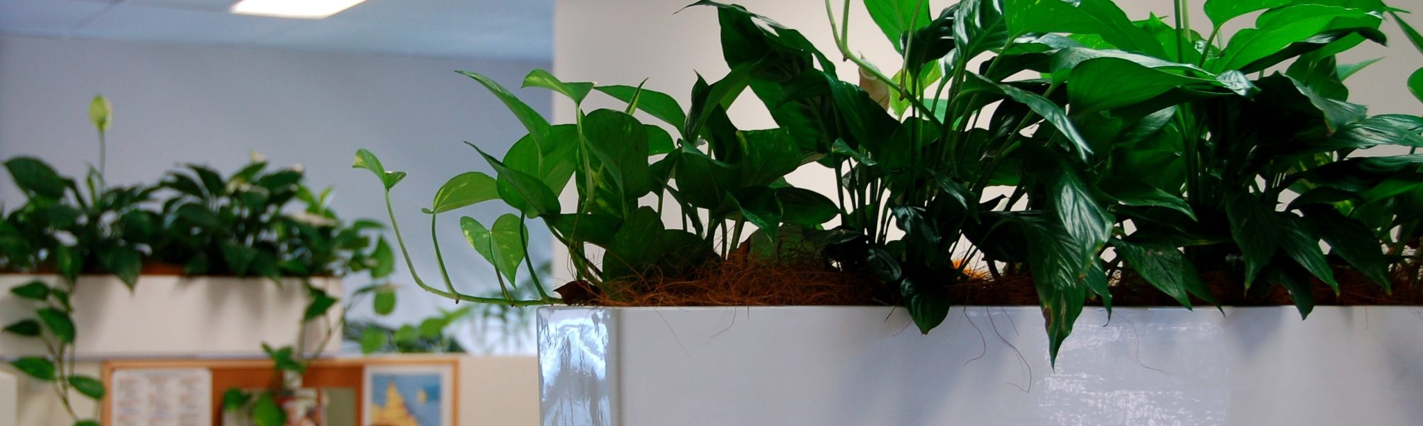 White Partition troughs with pothos hanging over the edge