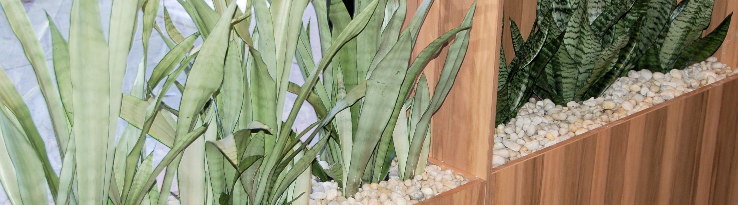 Showing a timber planter box with Sansevieria and white pebbles.