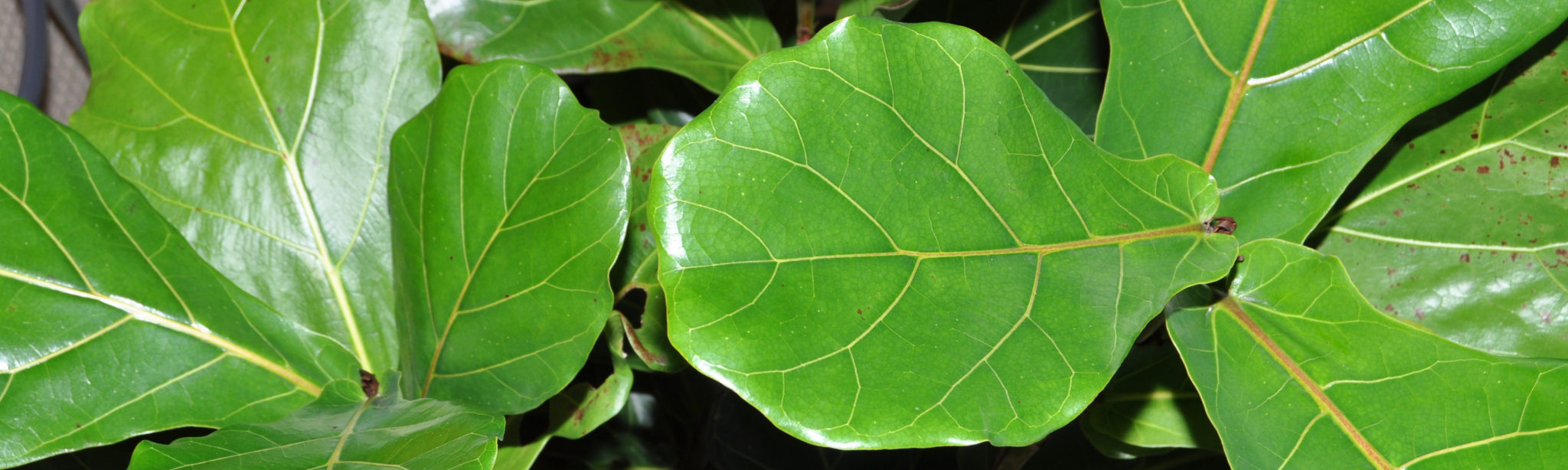 Showing a closeup of leaves from the Ficus Lyrata. It is a very popular plant that needs good light.