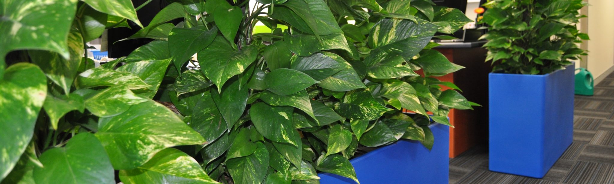 Showing a closeup of variegated Pothos in royal blue Urban 10 troughs.