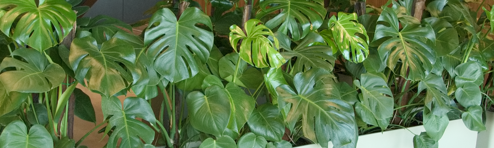 A closeup of glossy Monstera Deliciosa leaves.