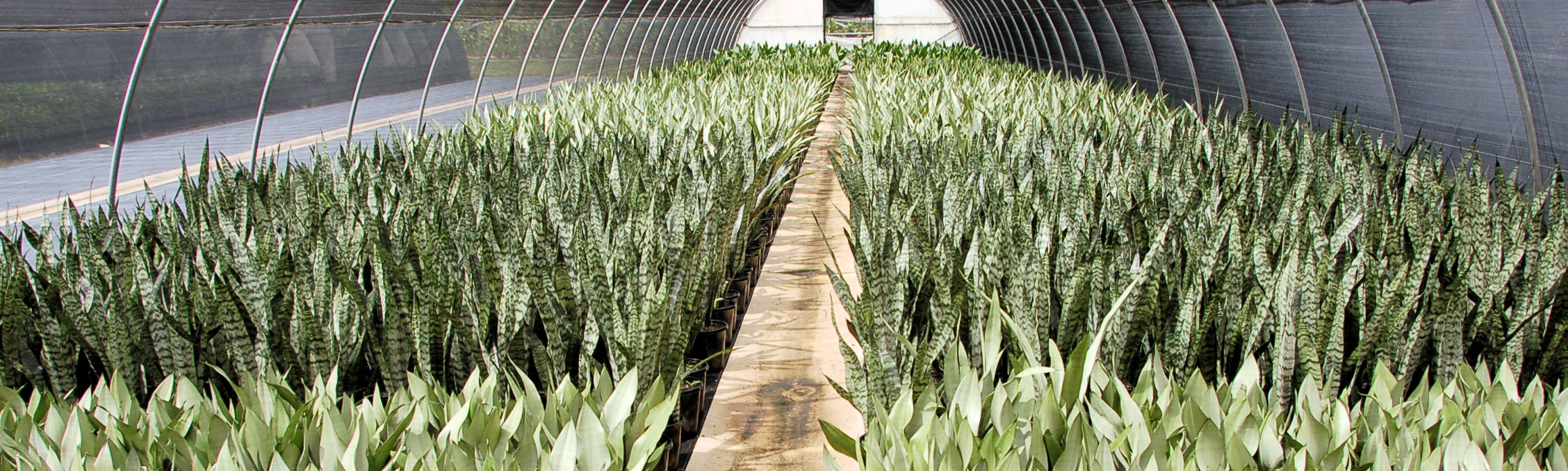 Showing hundreds of Sansevieria growing in a greenhouse