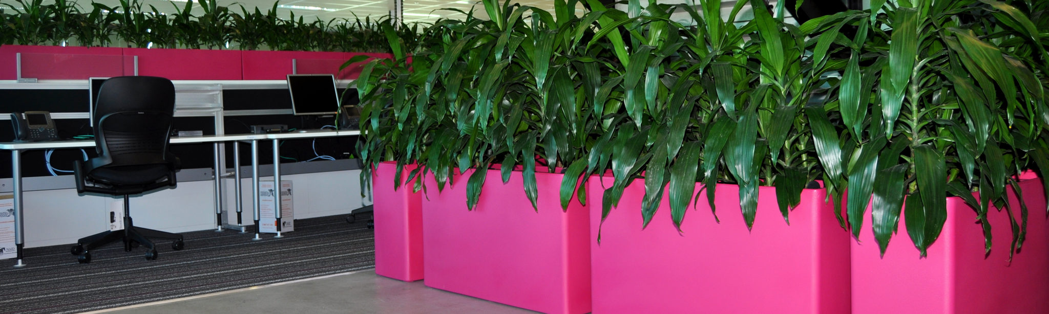 Showing four Urban 10 troughs in magenta containing Dracaena Janet Craig.