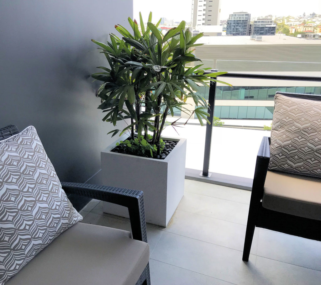 A balcony showing a Terrazzo Cube Planter for hire in white with a Rhapis Palm.