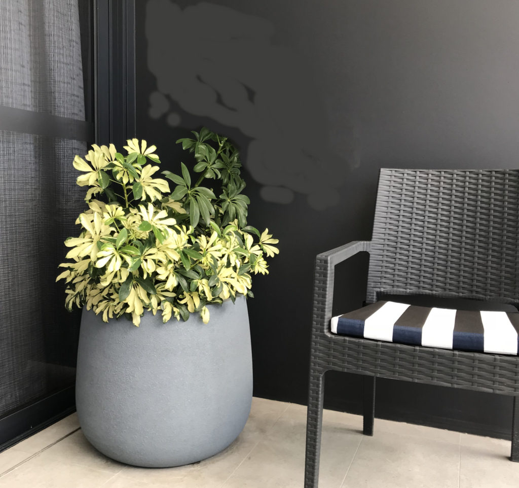 Showing a grey Duffel Planter with NZ Umbrella Tree beside a striped Chair.