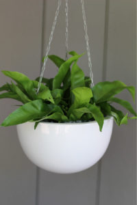 Showing a white Corinda Hanging Planter with a Spathiphyllum.