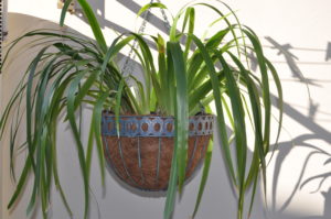 Showing a hanging Wire Planter with a drooping plant. These are not suitable indoors.