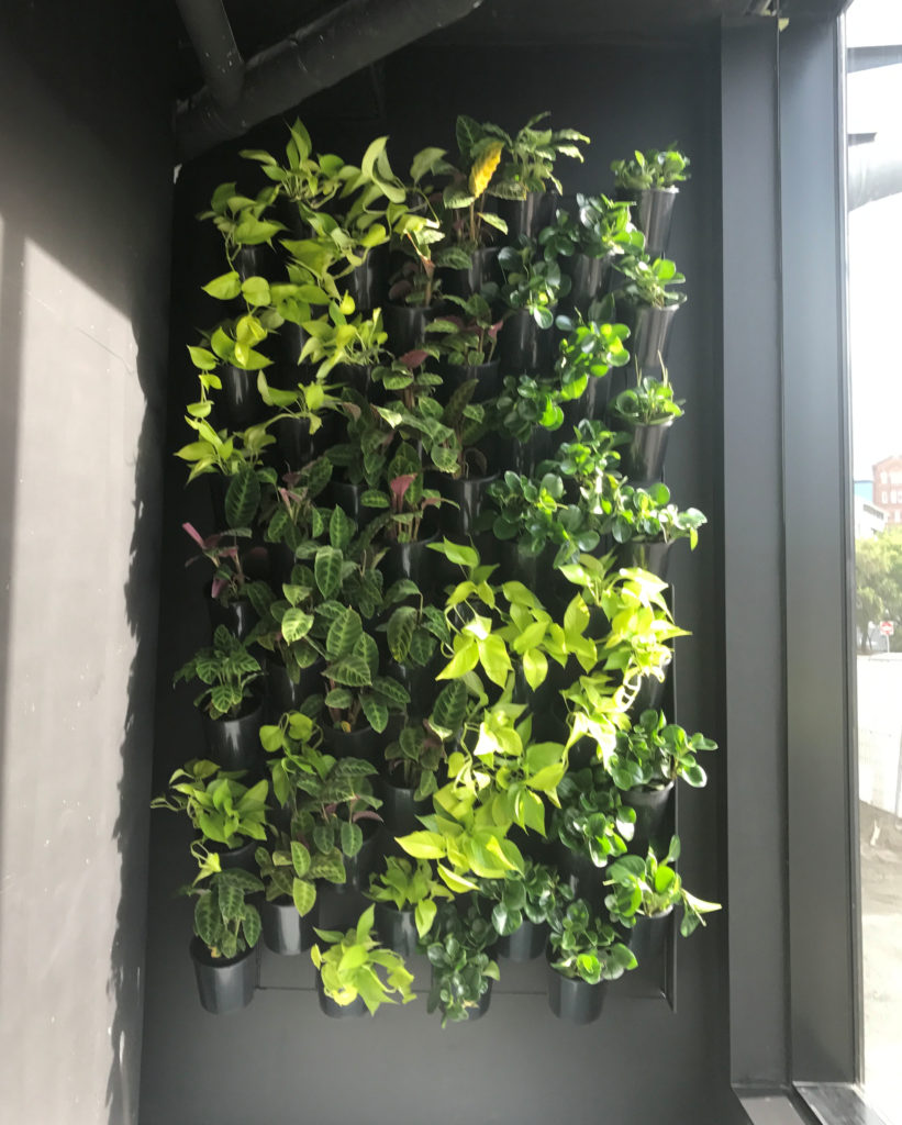 Green Walls Brisbane - IEQ Indoor Plants