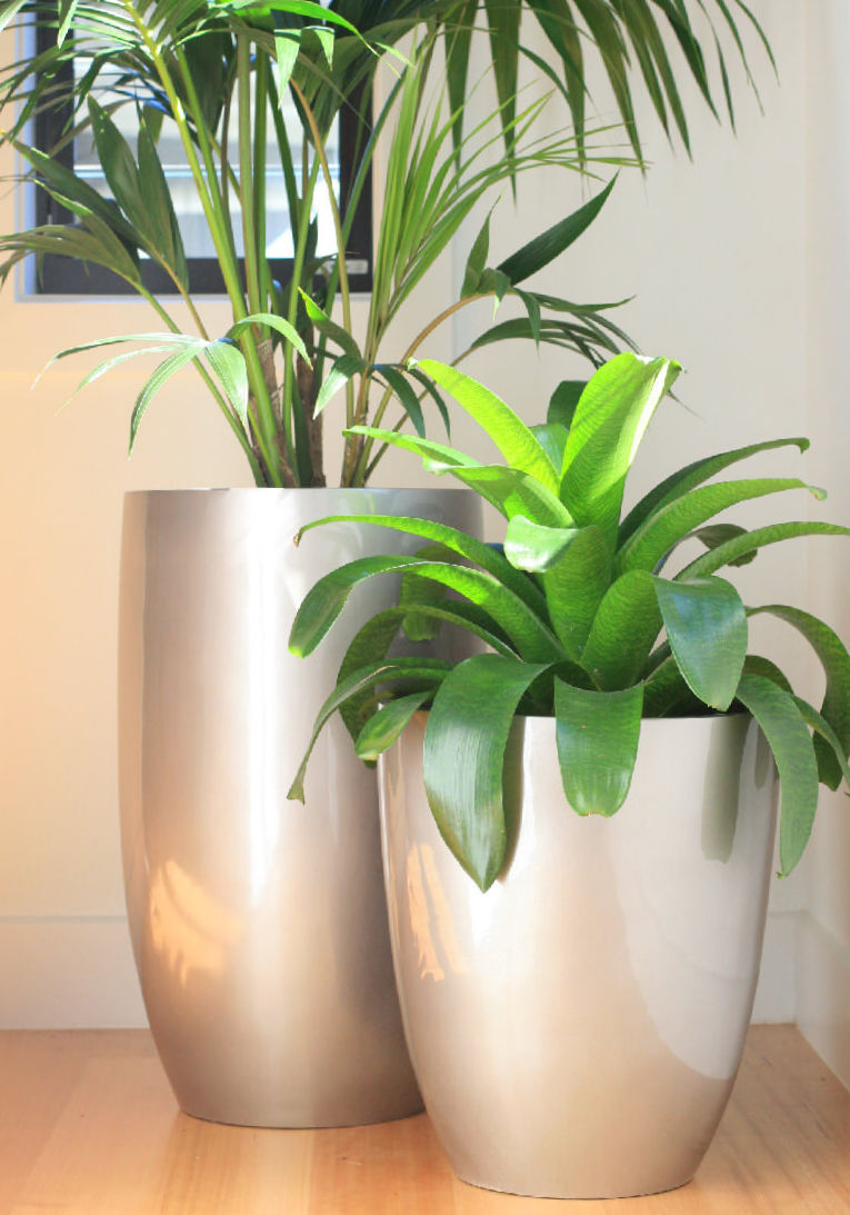 Indoor Plant Hire Portfolio Caboolture Brisbane Gold Coast