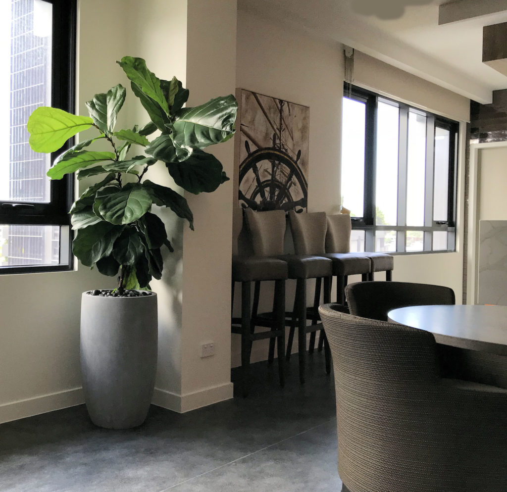 Indoor Plant Hire Brisbane, Interior Plantscaping and Office Plants