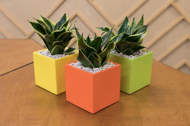 Showing three Milton 16 cube planters in yellow, orange and light green.