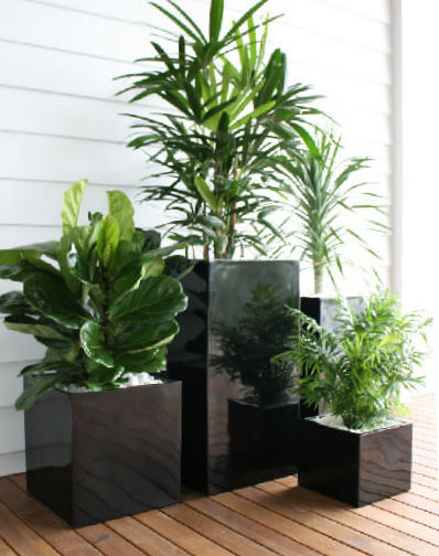 Showing three black cube shaped planters in three different sizes.