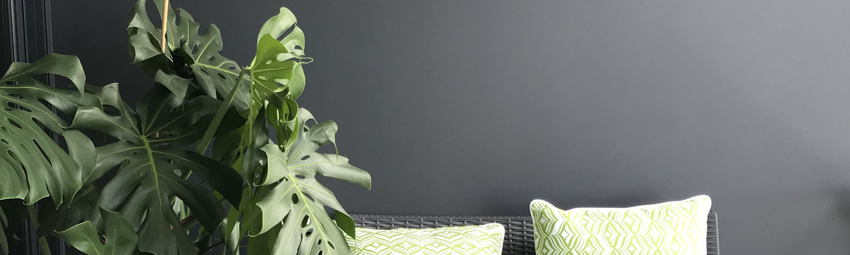 Showing a Monstera on a balcony beside a striped chair.